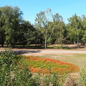Savanna hoofstock paddock with car and bus safari, 2019-09-15