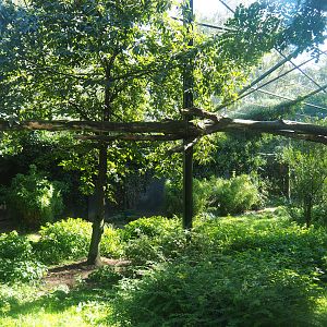 North Persian leopard exhibit, 2019-09-15