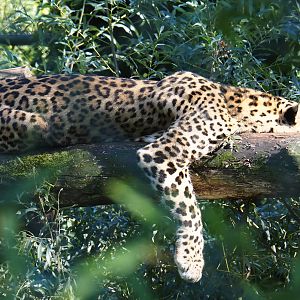 North persian leopard (Panthera pardus saxicolor), 2019-09-15
