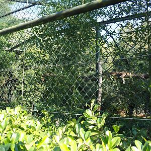North Persian leopard exhibit, 2019-09-15