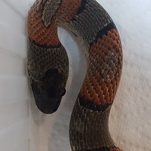 Lampropeltis alterna blairi
