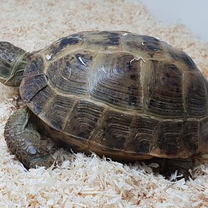 Testudo horsfieldii