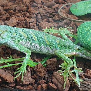 Polychrus marmoratus