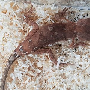 Earless dragon - Tympanocryptis tetraporophora