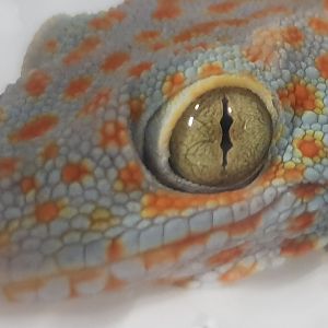 Gecko gekko