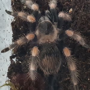 Brachypelma hamorii