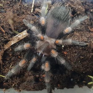 Brachypelma auratum