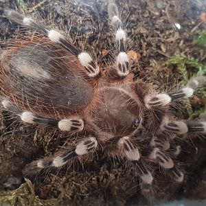 Acanthoscurria geniculata