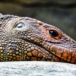 Caiman Lizard's head.