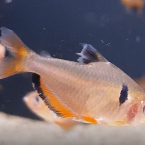 Hyphessobrycon eques