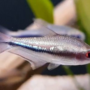 Nematobrycon lacortei