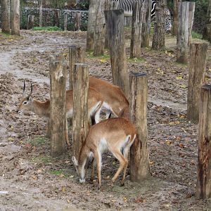 Grevy zebra and Red lechwes