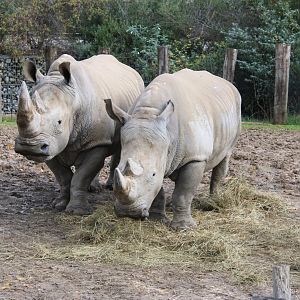 Southern white rhinos