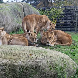 Barbary lions