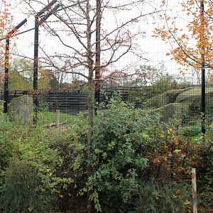 Barbary lion enclosure