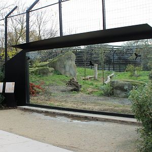 Viewing-window Lion-enclosure