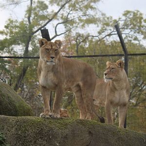 Barbary lions