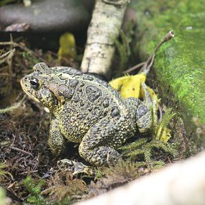 Maritime Aquarium-American or Southern Toad?