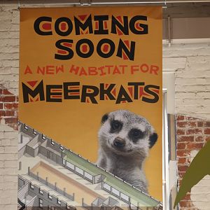 New Meerkats Exhibit Sign