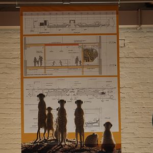 New Meerkat Exhibit Plans