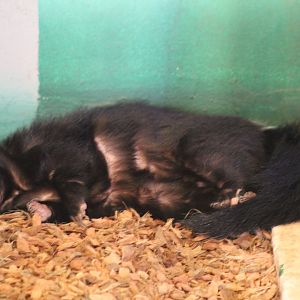Bizarre-Looking Striped Skunk