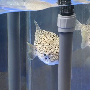 Quarantined Porcupinefish