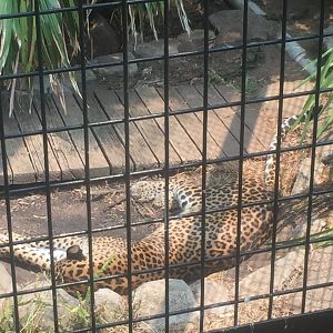 Sri Lankan Leopard at National Zoo in Canberra Act Australia