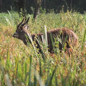 Sitatunga