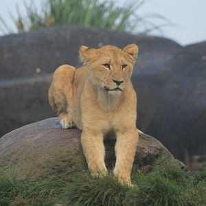 Young lion