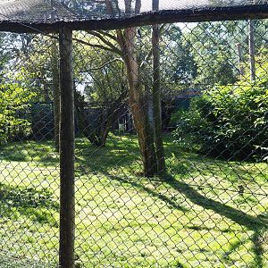 Abyssinian ground hornbill, Kirk's dik-dik and Trumpeter hornbill aviary, 2019-09-15