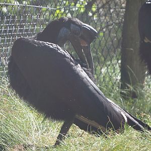 Abyssinian ground hornbill (Bucorvus abyssinicus), 2019-09-15