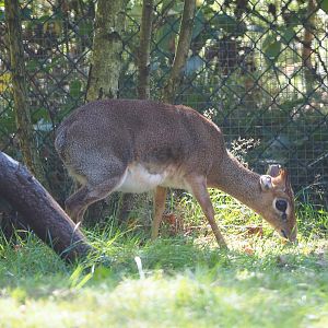 Kirk's dik-dik (Madoqua kirkii), 2019-09-15