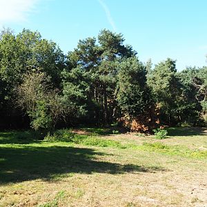 African hunting dog exhibit,  2019-09-15