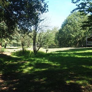 African hunting dog exhibit,  2019-09-15