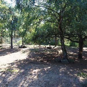 Second spotted hyena exhibit,  2019-09-15