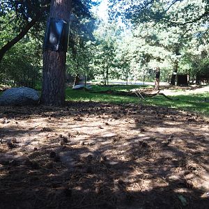 South African cheetah exhibit, 2019-09-15