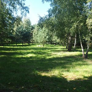 South African cheetah exhibit, 2019-09-15