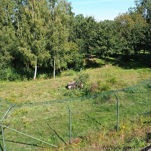 South African cheetah exhibit, 2019-09-15