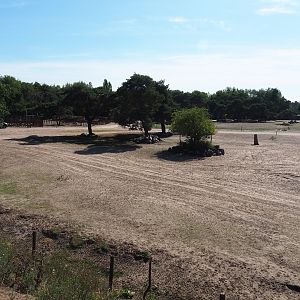 Southern white rhinoceros, common eland, Ankole-Watusi cattle and blesbok paddock, 2019-09-15