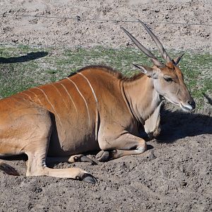 Common eland (Taurotragus oryx), 2019-09-15