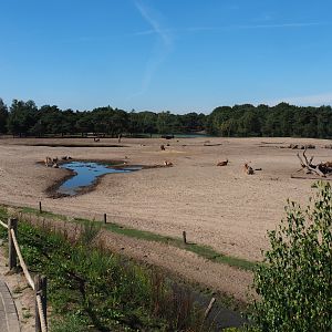 Southern white rhinoceros, common eland, Ankole-Watusi cattle and blesbok paddock, 2019-09-15