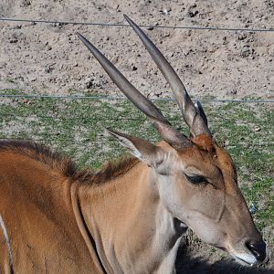 Common eland (Taurotragus oryx), 2019-09-15