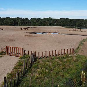 Southern white rhinoceros, common eland, Ankole-Watusi cattle and blesbok paddock, 2019-09-15