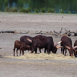 Ankole-Watusi cattle herd (Bos taurus indicus), 2019-09-15