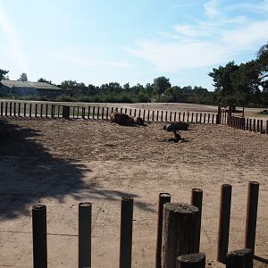 Southern white rhinoceros separation paddock, 2019-09-15