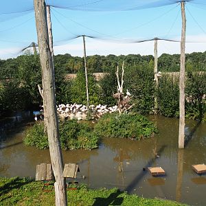 Greater flamingo and African spoonbill aviary, 2019-09-15