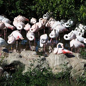 Greater flamingo flock (Phoenicopterus roseus), 2019-09-15