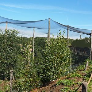 Greater flamingo and African spoonbill aviary, 2019-09-15