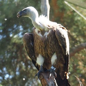 Western Eurasian griffon vulture (Gyps fulvus fulvus), 2019-09-15
