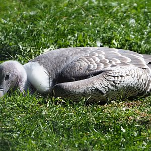 Rüppell's vulture (Gyps rueppelli rueppelli), 2019-09-15